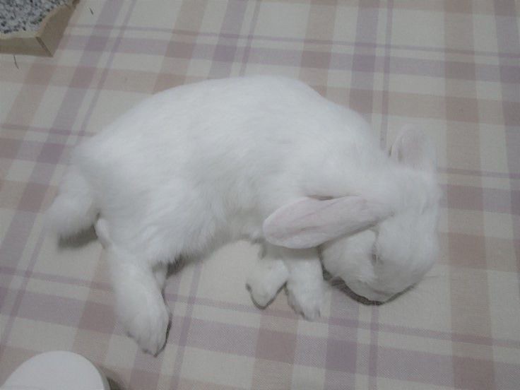 Create meme: white lop - eared rabbit, lop-eared rabbit, white rabbit
