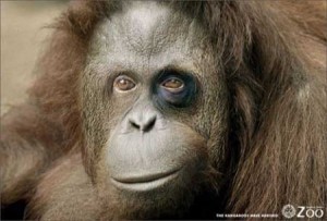 Create meme: orangutans, orangutan, orangutan freak