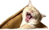 Создать мем: зевающий кот, орущий кот, зевающая кошка