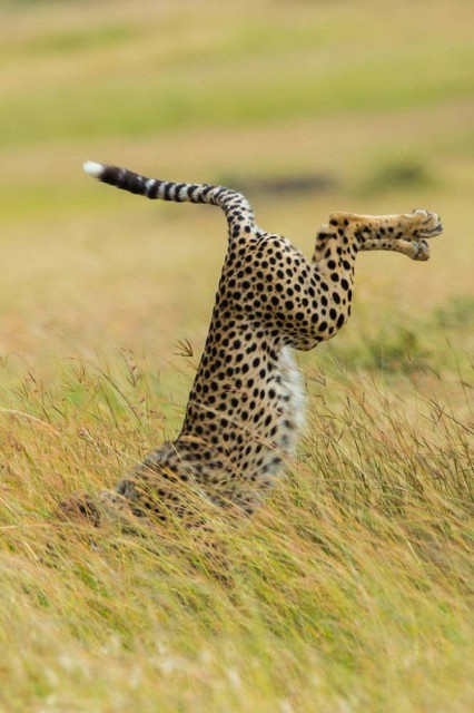 Create meme: funny cheetah, animals are interesting, funny animals 