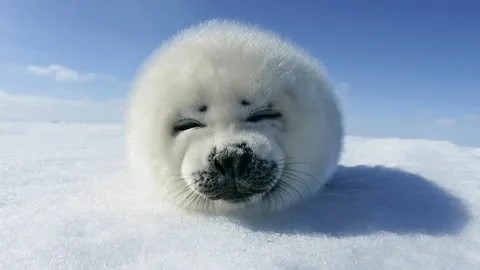 Создать мем: животные милые, белый тюлень, доброе утро север