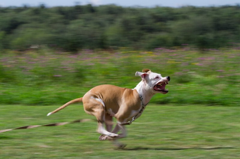 Create meme: running dog, run , pit bull Terrier dog