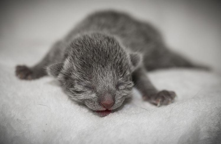 Создать мем: развитие котят по неделям, новорожденные котята, серый котенок