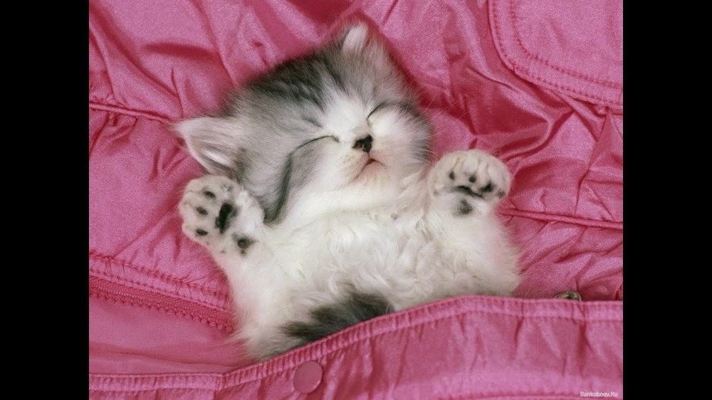 Создать мем: сладких снов котенок, милые кошечки, милые котята
