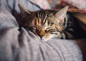 Create meme: a purring cat, the cat sleeps, tabby cat