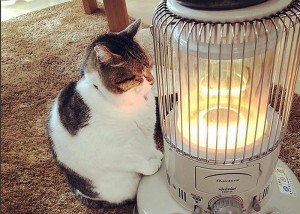 Create meme: funny cats, photo cat heater, cats and heater