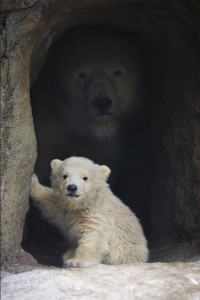 Create meme: the cute animals, bear funny hello, baby animals