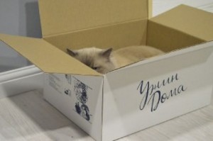 Создать мем: a box, животные в коробке, кошки и коробки