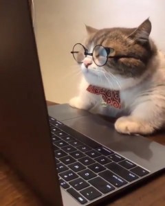Create meme: cat, the cat behind the keyboard, cat