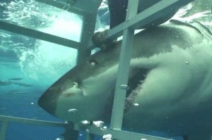 Create meme: fake pictures of sharks, sharks swim in a cage, shark encounters