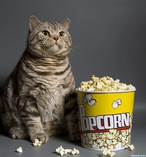 Create meme: cat with popcorn, I'm eating popcorn, popcorn meme