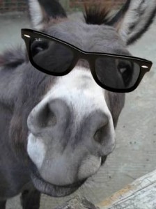 Create meme: a photo of the dog with sunglasses on butt, esel, donkey kisses