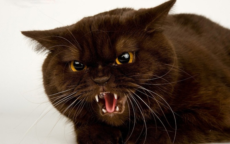 Create meme: hissing cat, evil kitty, the cat is evil