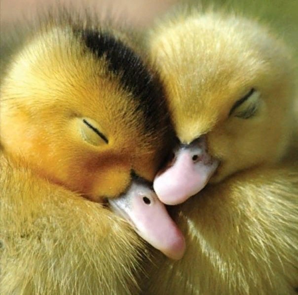 Create meme: duck , The duckling is sleeping, Cute duckling