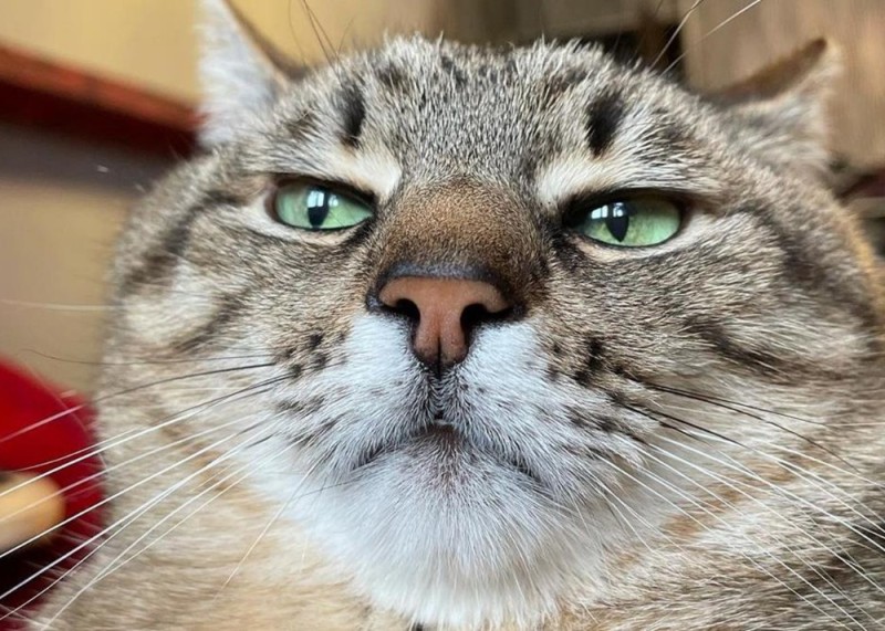 Создать мем: смешные коты, кот блоггер степан, лицо кошки
