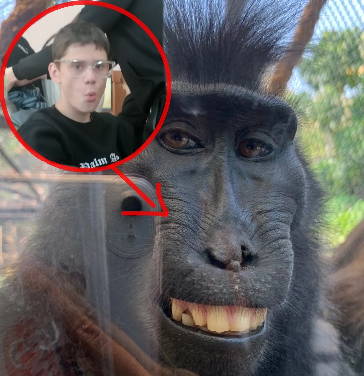 Create meme: selfie monkey , funny animals , monkey 