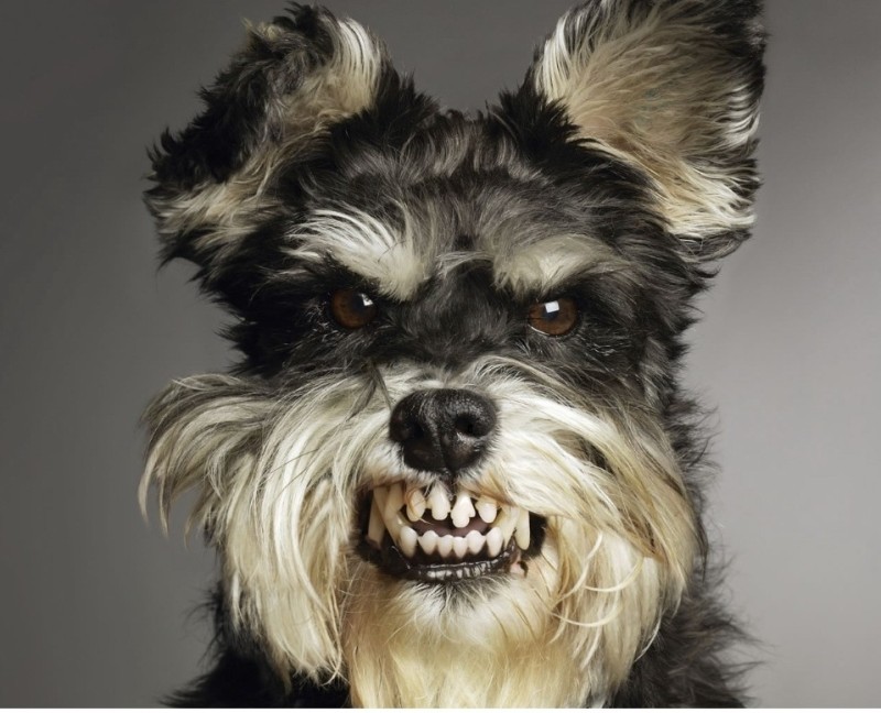 Create meme: the miniature Schnauzer , the breed of miniature schnauzer, angry dog 