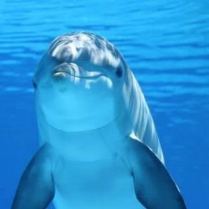 Создать мем: море дельфины, мёртвые дельфины, животные дельфины