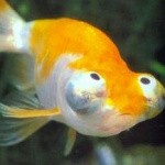 Создать мем: золотая рыбка, звездочет рыбка аквариумная, аквариумная золотая рыбка