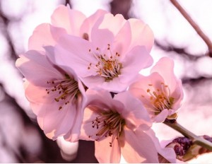 Создать мем: цветы весна, розовые цветы яблони, вишня цветы