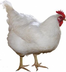Create meme: birds, chicken, hen