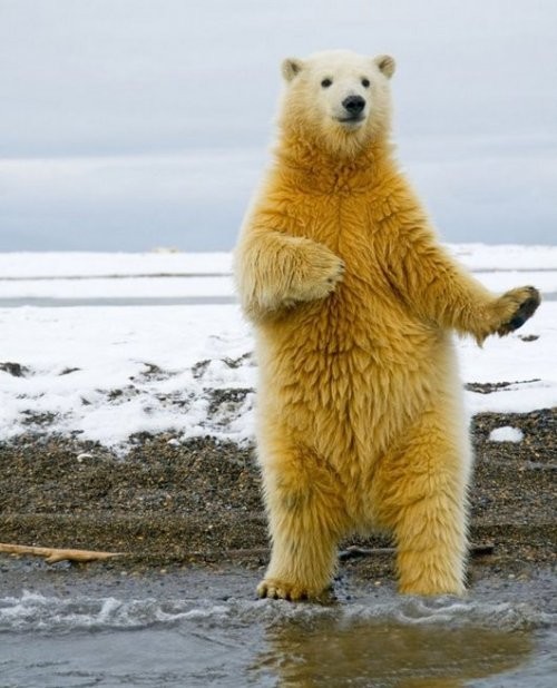 Create meme: polar bear , dancing bear , polar bear funny