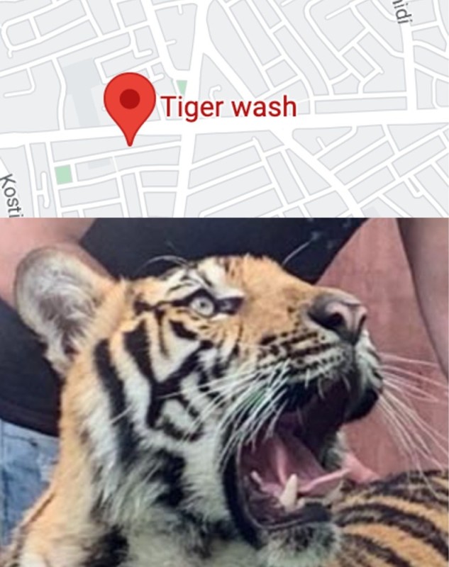 Create meme: tiger , tiger winks, tiger grin 