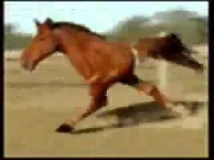 Create meme: funny horse, horse, two-legged horse