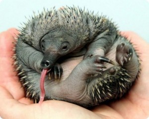 Create meme: vipers, baby echidna, cubs