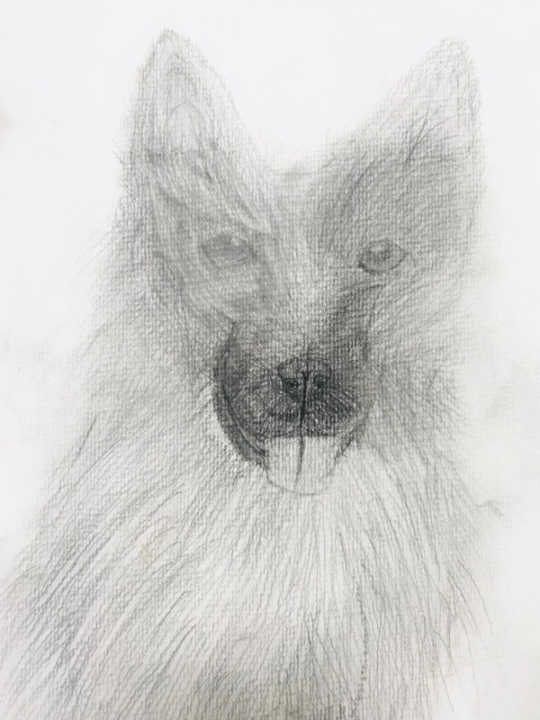 Create meme: fox pencil, sketches of a fox in pencil, drawing of a fox with a simple pencil