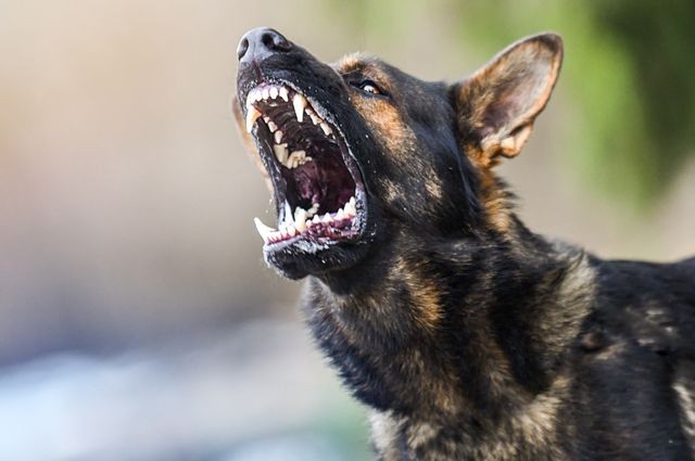 Create meme: german shepherd grin, german shepherd dog is evil, the german shepherd is furious