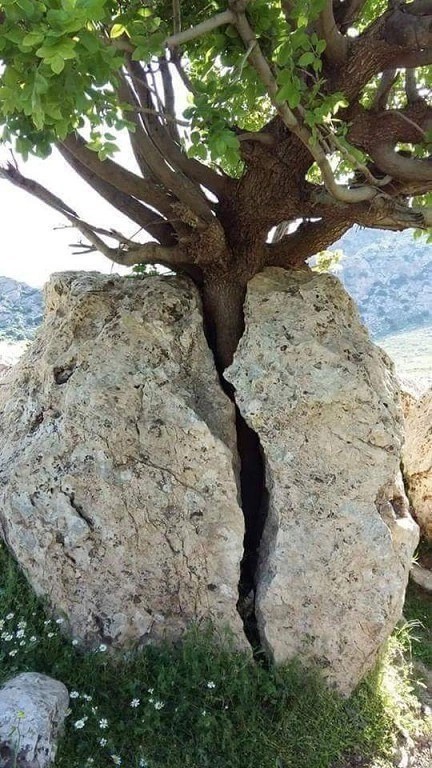 Create meme: home plant, wood through stone, a tree growing on a rock