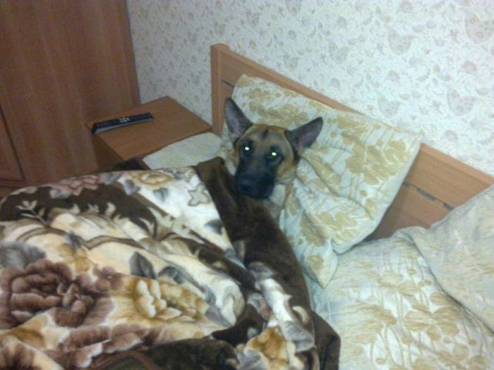 Create meme: malinois shepherd, Belgian Malinois, cat 