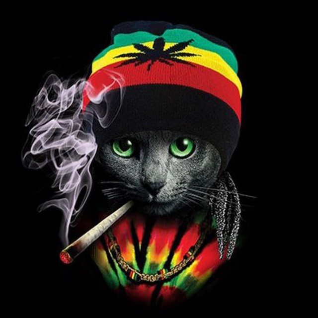 Create meme: a rastafarian cat, cat with marijuana, rasta the cat