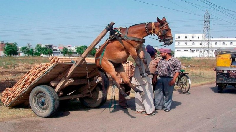 Create meme: donkey cart, harnessed horse, overloaded horse