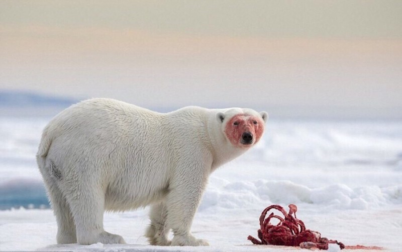Создать мем: белый медведь на северном полюсе, белый медведь в крови, арктика белый медведь