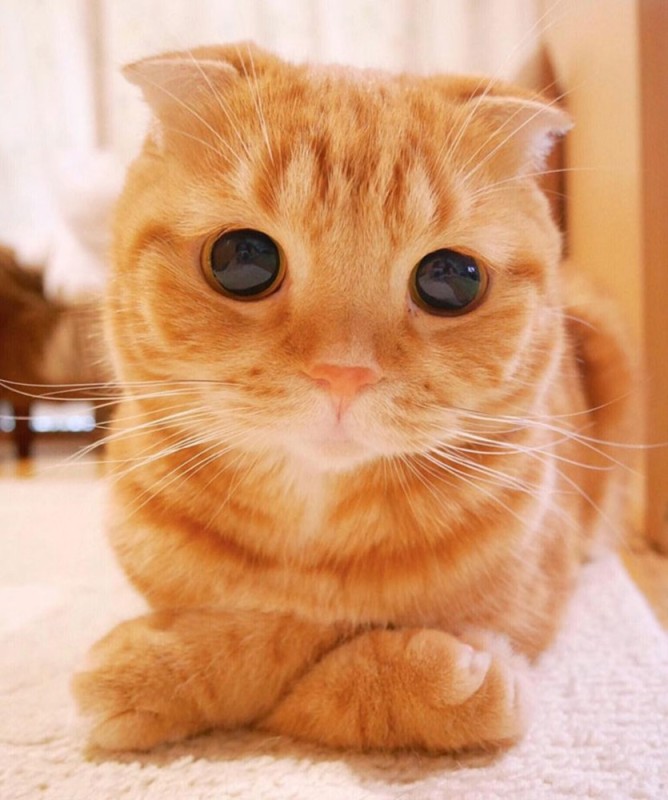 Create meme: cute red cats, cute cats , cute ginger cat