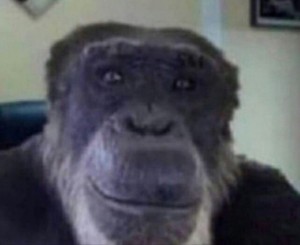 Create meme: meme monkey, chimpanzees, monkey