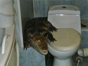 Создать мем: туалет, крокодил на унитазе, сегодня не среш крокодил