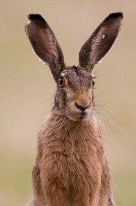 Create meme: animals Bunny, hare, brown hare