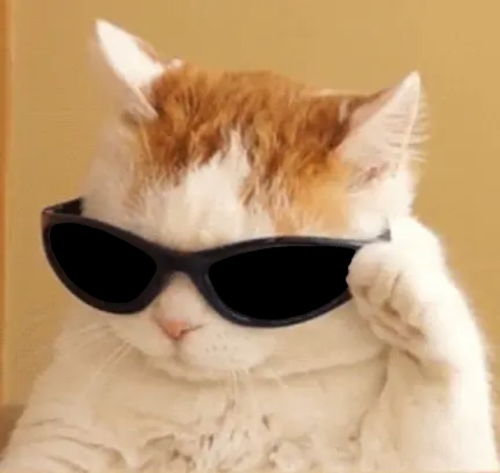 Создать мем: крутой кот мем, кот в солнечных очках мем, котик в очках мем