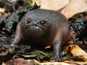 Create meme: Evil toad