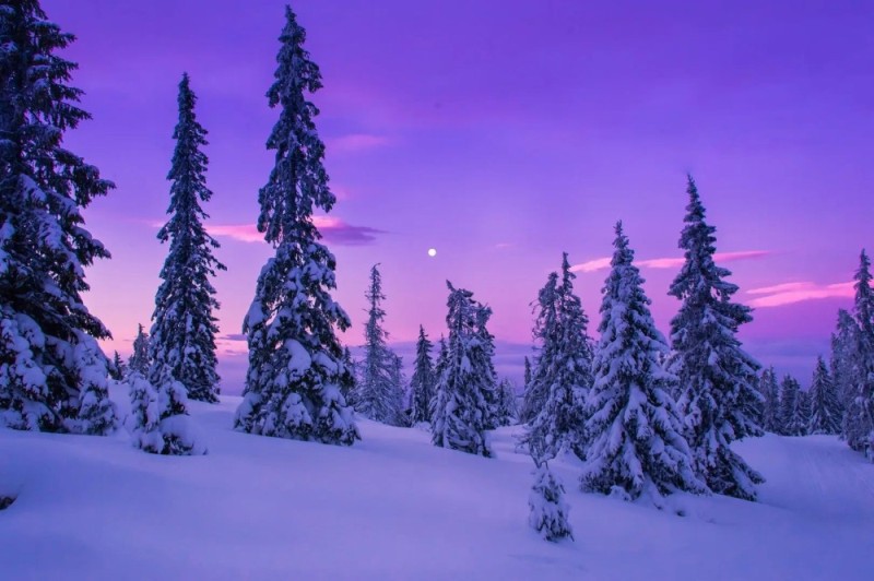 Create meme: winter landscape, winter nature, winter forest