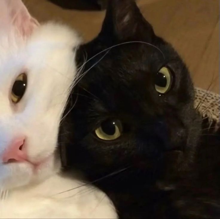 Создать мем: кот черный, кошка, чёрный и белый котик и котик