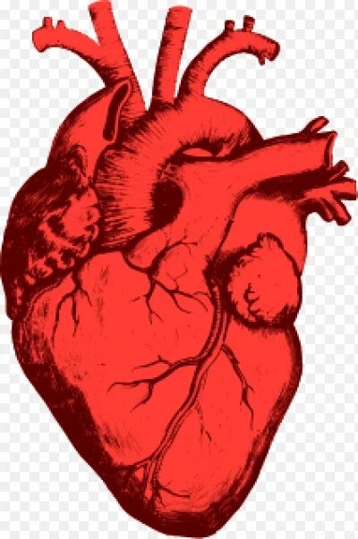 Создать мем: сердце, сердце орган, настоящее сердце