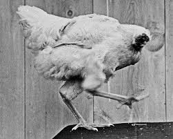 Create meme: a rooster that lived with no head 1.5 years, chicken Mike headless, headless chicken Mike photo