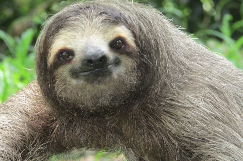 Create meme: animal sloth, the sloth Costa Rica, dwarf three-toed sloth