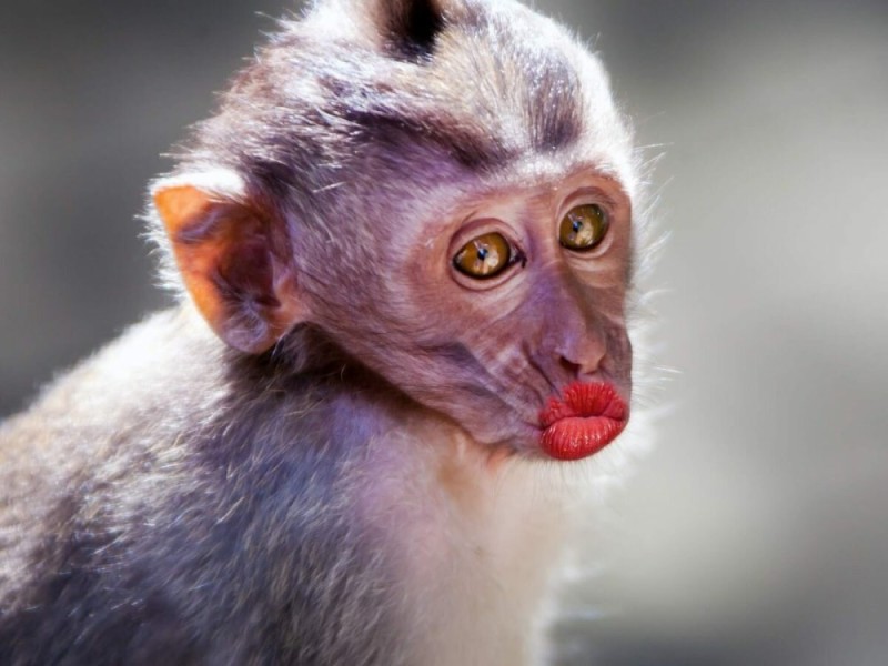 Create meme: a monkey with painted lips, macaque monkey, monkey with red lips