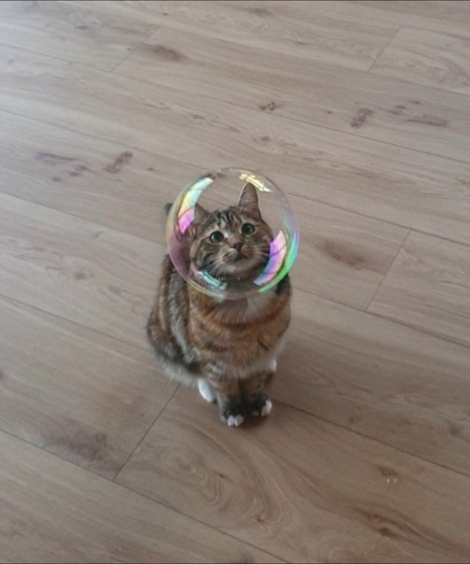 Создать мем: кот с пузырем, сумасшедшая кошка, котик