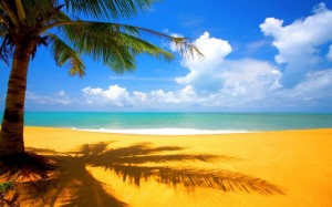 Create meme: Wallpaper for computer summer, beach, the palm tree on the beach
